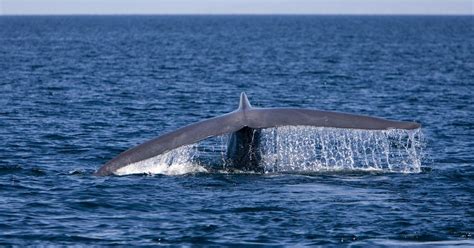 Blue Whale Phallacy .